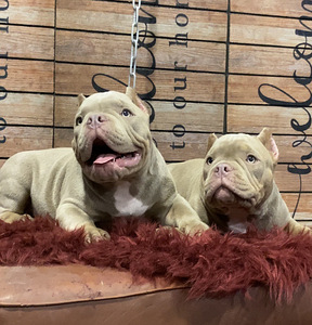 American Bully (3 foto / 9)