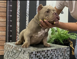 American Bully (6 foto / 9)