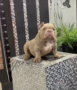 American Bully (8 foto / 9)