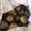 Sibul, küüslauk, soola kurk, kartul (foto #1)