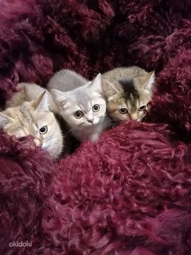 Британские короткошерстные котята (фото #6)