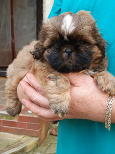 Shih Tzu kutsikad (3 foto / 8)