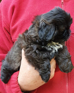 Shih Tzu kutsikad (4 foto / 8)