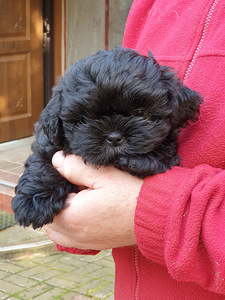 Shih Tzu kutsikad