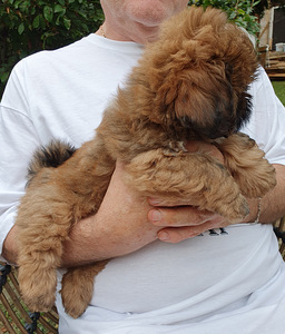 Shih Tzu kutsikad (1 foto / 9)