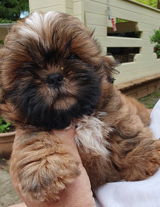 Shih Tzu kutsikad (2 foto / 9)