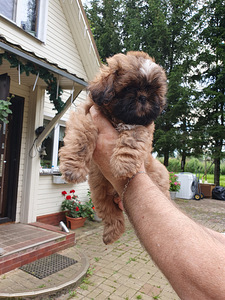 Shih Tzu kutsikad (3 foto / 9)