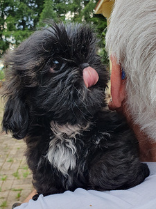Shih Tzu kutsikad (7 foto / 9)