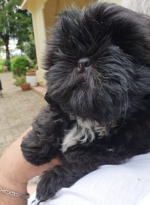 Shih Tzu kutsikad (8 foto / 9)
