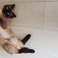 Сиамский Тайский кот ищет кошку (фото #1)