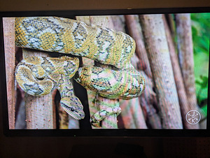 Panasonic TX-P50ST50 3D Plasma TV (2 foto / 2)