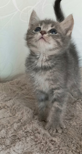 Котята (4 фото из 10)