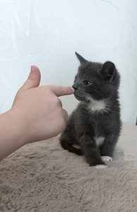 Котята (2 фото из 10)