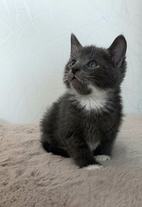 Котята (1 фото из 10)