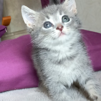 Kassipojad