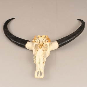Ülisuur trofee Water Buffalo kolp sarvedega (2 foto / 3)
