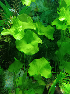 Erinevad taimed.Neocaridina krevetid.Kalad.Smart post (5 foto / 10)