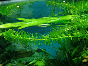 Erinevad taimed.Neocaridina krevetid.Kalad.Smart post (2 foto / 10)
