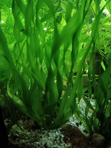 Erinevad taimed.Neocaridina krevetid.Kalad.Smart post (3 foto / 10)