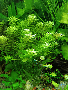 Erinevad taimed.Neocaridina krevetid.Kalad.Smart post (8 foto / 10)