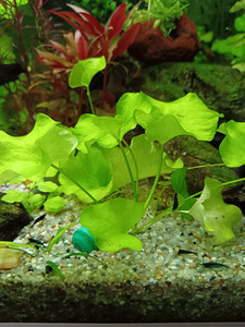 Erinevad taimed.Neocaridina krevetid.Kalad.Smart post (9 foto / 10)