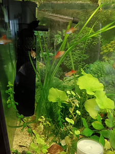 Erinevad taimed.Neocaridina krevetid.Kalad.Smart post (10 foto / 10)