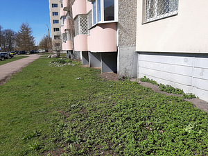 Tööpakkumine kojamehele (1 foto / 1)