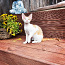 Котята девон рекс (фото #1)