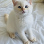 Väga ilus kassipoeg Šoti sirge (foto #2)