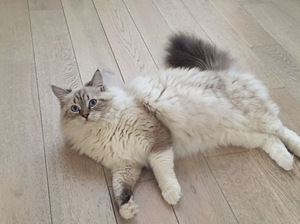 Väga ilusad kassipojad Neva maskeraad- alles viimane (7 foto / 7)