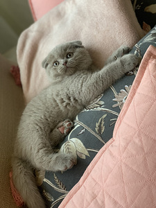 Scottish Fold ja straight ilusad kassipojad (1 foto / 3)