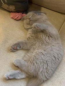 Scottish Fold ja straight ilusad kassipojad (2 foto / 3)