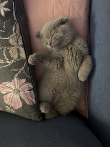 Scottish Fold ja straight ilusad kassipojad (3 foto / 3)