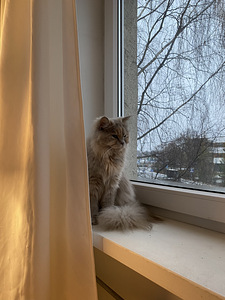 Briti pikakarvaline (1 foto / 3)
