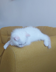 Scottish fold kassipojad (5 foto / 6)