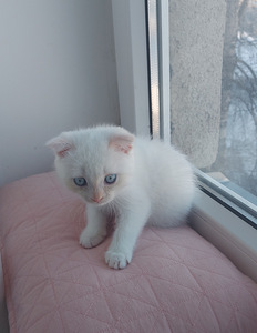 Scottish fold kassipojad (6 foto / 6)