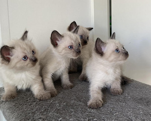 Очень милые сиамские котята (3 фото из 4)
