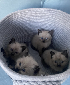 Замечательные тайские котята (1 foto / 9)