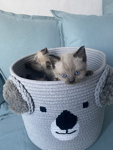 Замечательные тайские котята (6 foto / 9)