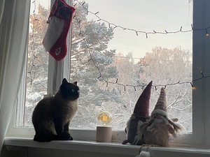 Замечательные тайские котята (8 foto / 9)