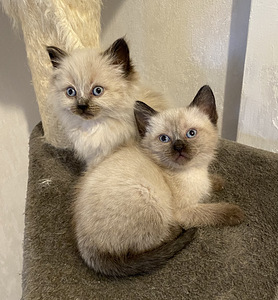 Замечательные тайские котята (9 foto / 9)