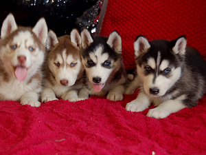 SIBERIAN HUSKY PUPPIES (1 foto / 10)