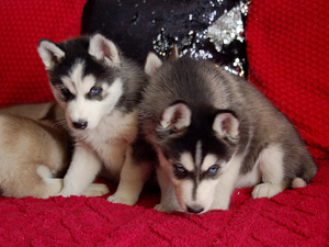 SIBERIAN HUSKY PUPPIES (3 foto / 10)