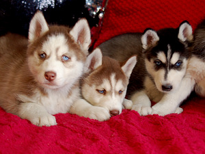 SIBERIAN HUSKY PUPPIES (6 foto / 10)