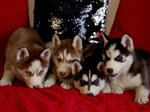 SIBERIAN HUSKY PUPPIES (8 foto / 10)