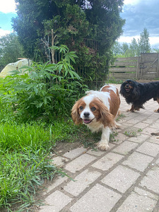 Cavalier king charles spanieli (2 фото из 4)