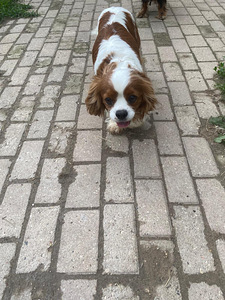 Cavalier king charles spanieli (4 фото из 4)