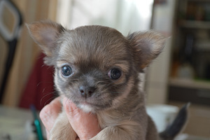 CHIHUAHUA (2 фото из 3)