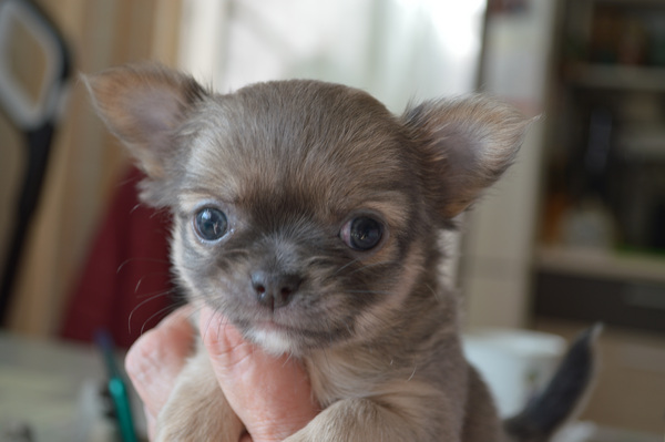 CHIHUAHUA