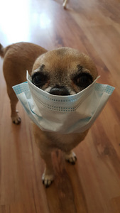 Chihuahua otsib pruuti (4 foto / 7)